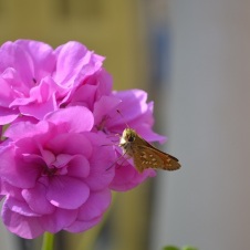 Mariposa posada en una flor